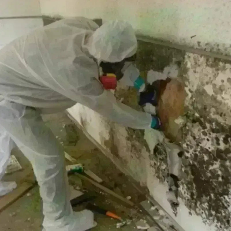 Mold Remediation and Removal in Catawba County, NC